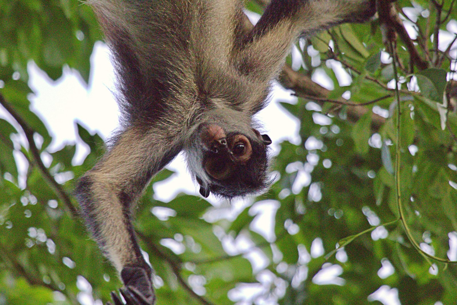 Tropical wildlife in the jungle environment of southern Quintana Roo