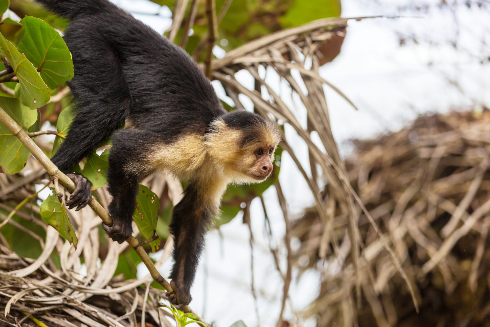 Jungle wildlife near the Chacchoben archaeological region