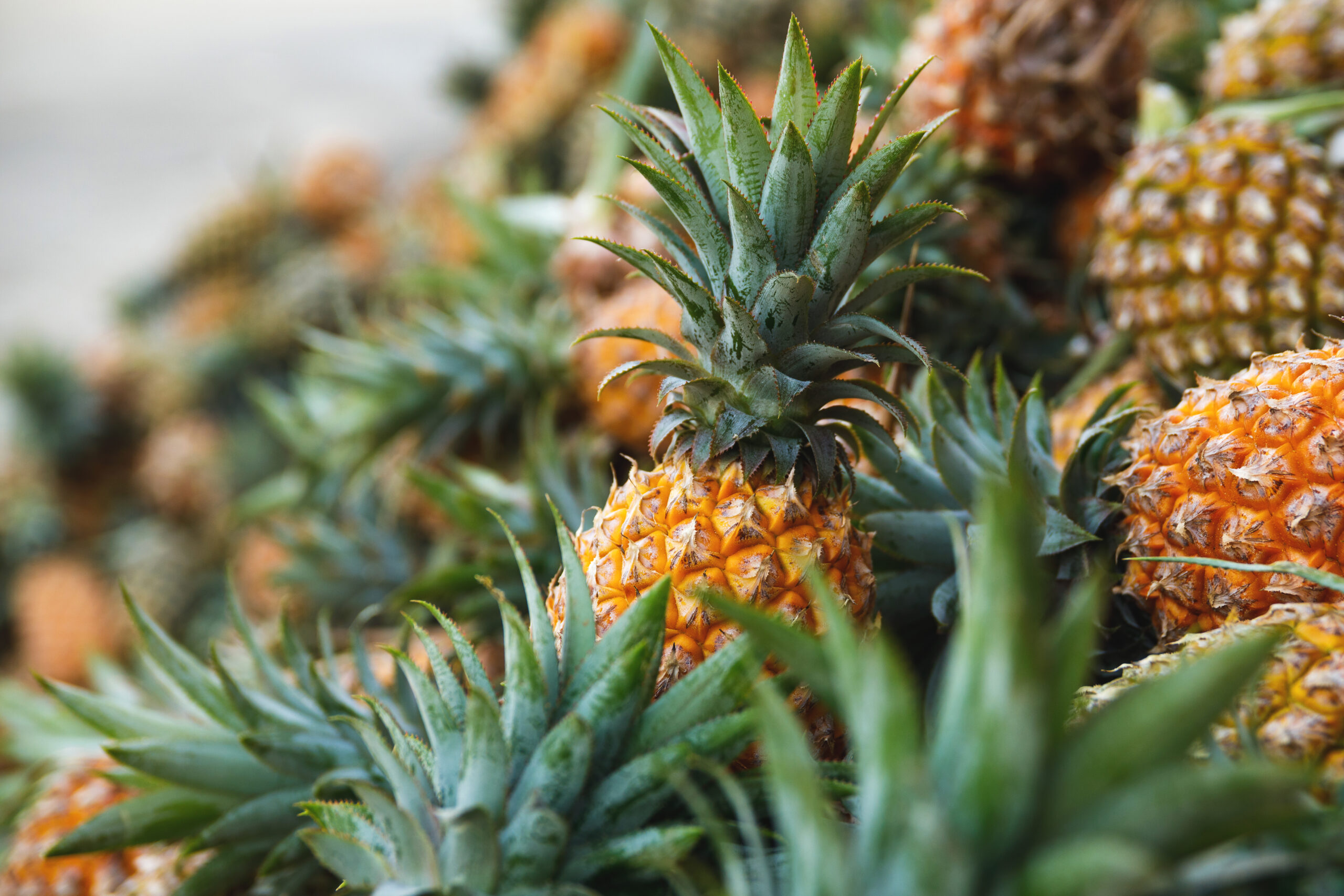 Fresh pineapples at a local market in southern Quintana Roo