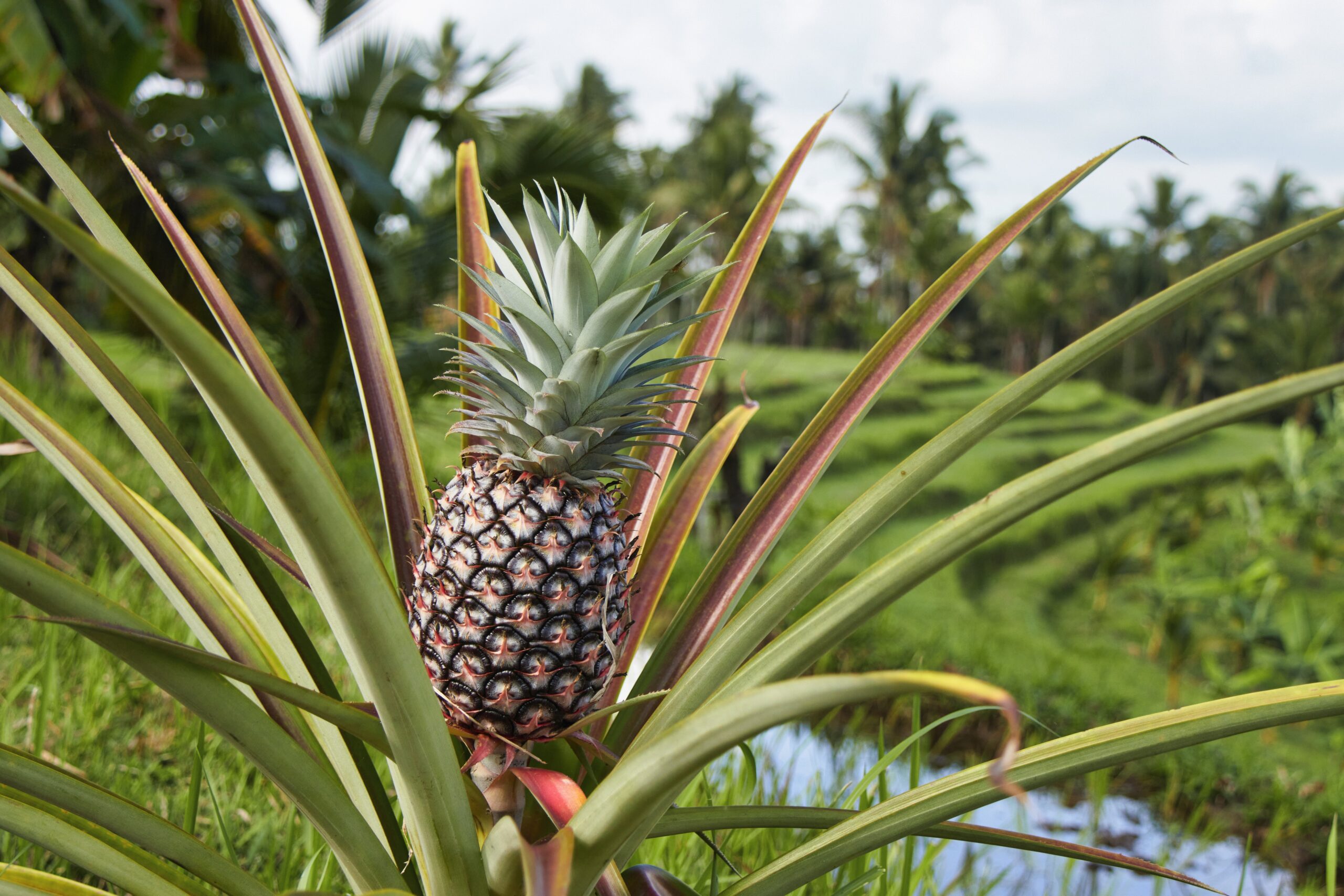 Pineapple growing on a tropical plantation in Quintana Roo