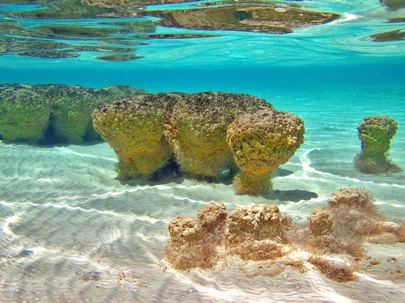 Bacalar Stromatolites